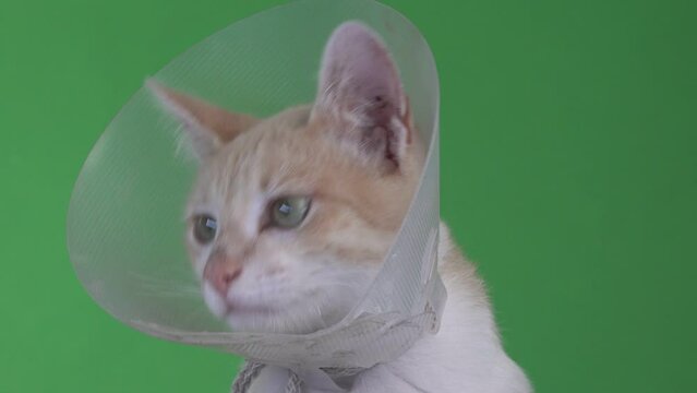A close view of a yellow kitten with an elizabethan collar.