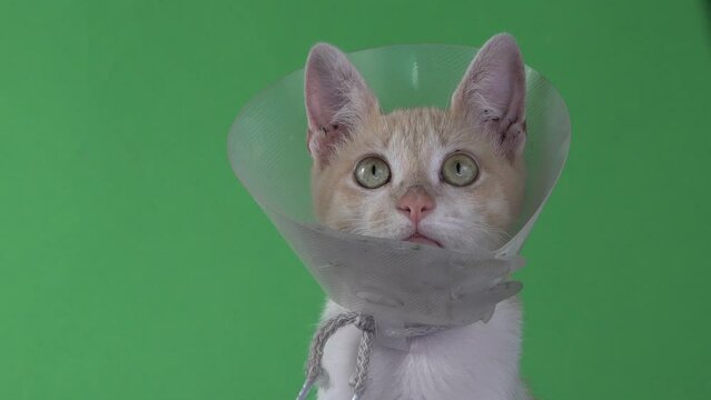 A yellow kitten wearing a pet cone.