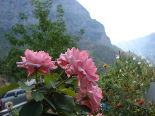 flowers in the mountains