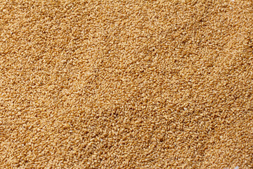 Top view of wheat which is a cereal grain that is a worldwide staple food. Wheat being sun dried.