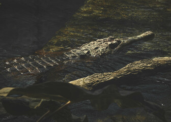 krokodyl unoszący się na wodzie - obrazy, fototapety, plakaty