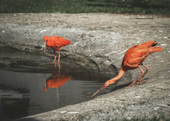 ibis czerwony pije wodę - obrazy, fototapety, plakaty