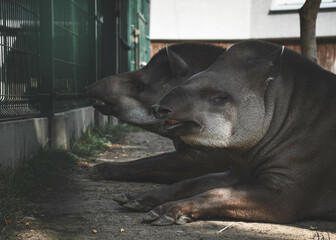 Dwa tapiry leżące na ziemi - obrazy, fototapety, plakaty