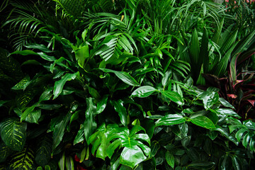 Group background of dark green tropical leaves ( monstera, coconut leaf, fern, palm leaf).nature background.  - obrazy, fototapety, plakaty