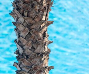 The crown of a palm tree against the backdrop of a blue pool.