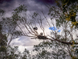 Grey Heron Nest