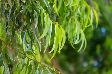 Green leaves on the branches of eucalyptus.