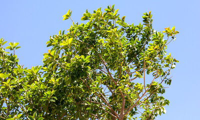 Green leaves on a tree against a blue sky.