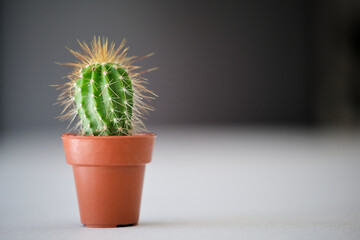 Close up of mini cactus plant with copy space.