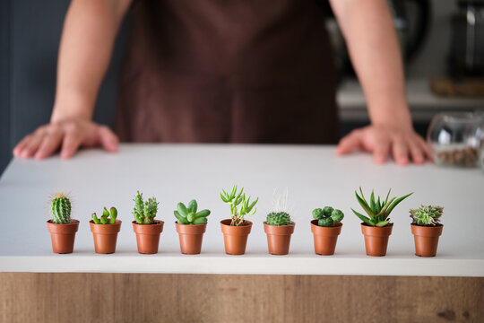 Set of mini cactus and succulent plants in brown mini pots on a table and a faceless person in the background.