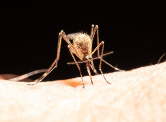 A mosquito drinks blood on human skin.