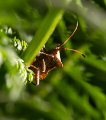 Bed bug on a green leaf in nature.