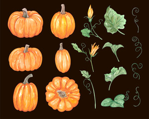 Watercolor pumpkin big set with leaves, flowers. High quality photo