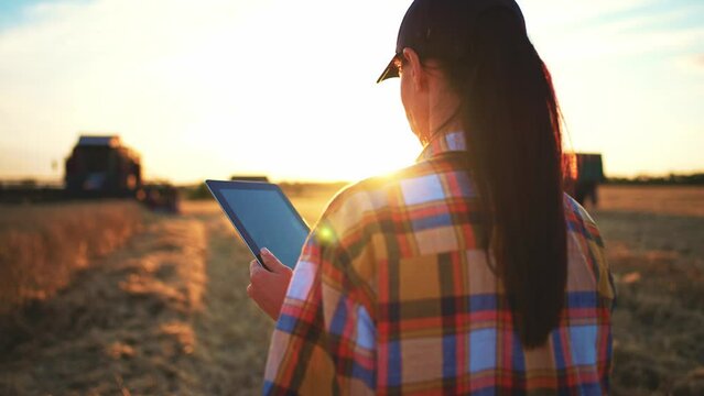 Woman farmer in wheat field holding digital tablet and typing on screen. Working combine harvester harvesting in background on sunset. Control quality and process of collected crop with technical.