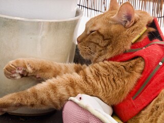 植木鉢の横で寝むる猫