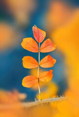 Close up of a single isolated orange Rose hip leaf with Autumn colors. Shallow depth of field with blurred foreground and background elements.  Blue background with bokeh and soft focus
