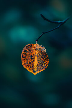 Close up of a single orange Autumn leaf left on a tree branch. Soft, dark blurred background, isolated subject. bokeh bubbles in the background