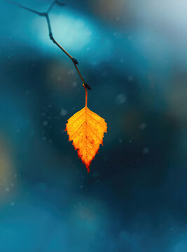 Close up of a single orange birch Autumn leaf left on a tree branch. Soft, blurred background, isolated subject. Blurred foreground leaves in the foreground. Floating magical particles in the air