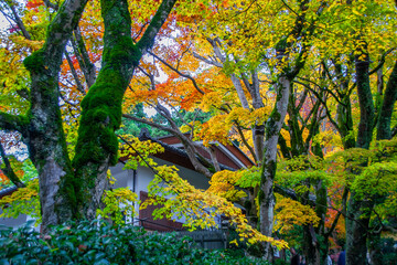 Obraz premium 大原