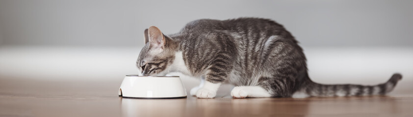 Little grey kitten feeding by cat's meal indoors © candy1812