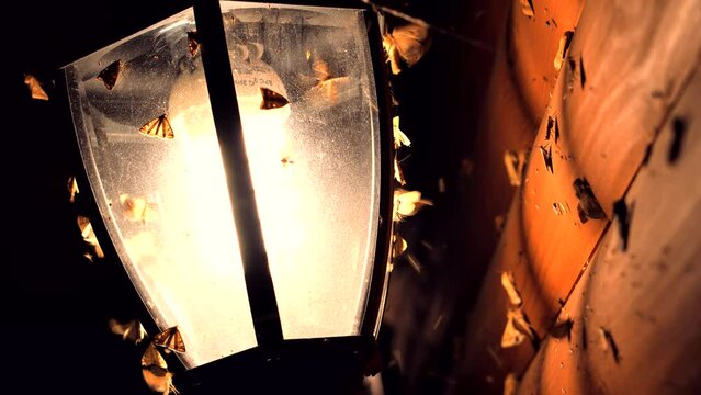 Moths Fly Near Light Lamp. Butterfly Circling Flying Midges, Mosquitoes On Street Lamp Night Time. Moths And Insects Flying Light Globe. Led Bulb Butterflies Flying On Light. Flock Of Midges Lantern