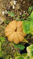 COURGE