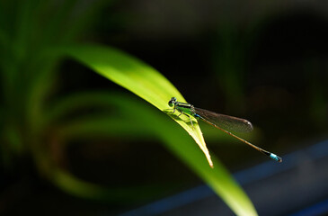 Beautiful and colorful green baby dragonfly with blue tails land on tree leaf