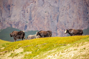 A herd of yaks graze in the mountains. Himalayan big yak in a beautiful landscape. Hairy cow cattle wild animal in nature in Tibet. Sunny summer day in the wild. Farm animal in Nepal and Tibet.