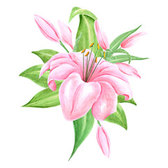 Handdrawn Watercolor pink lily flower bouquet with green leaves on the white background. Scrapbook design, typography poster, label, banner, post card.