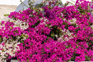 Blooming red and white bougainvillea flowers in Santorini island.