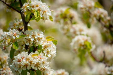 White flowers bloom in the trees. Spring landscape with blooming sakura tree. Beautiful blooming garden on a sunny day. Copy space for text.