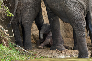 Obraz premium Beautiful baby elephant protected by its parents on the banks of the kazinga canal in queen elizabeth national park in Uganda