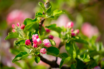 Spring blooming sakura trees. Pink flowers Sakura Spring landscape with blooming pink tree. Beautiful sakura garden on a sunny day.Beautiful concept of romance and love with delicate flowers.