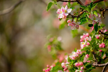 Spring blooming sakura trees. Pink flowers Sakura Spring landscape with blooming pink tree. Beautiful sakura garden on a sunny day.Beautiful concept of romance and love with delicate flowers.