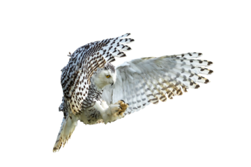 Snowy Owl with its wings outspread in flight, png stock photo file cut out and isolated on a transparent background