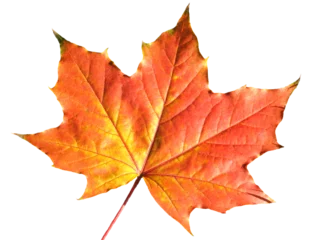 Foto op Canvas Maple leaf in autumn fall colour, png stock photo file cut out and isolated on a transparent background  © Tony Baggett