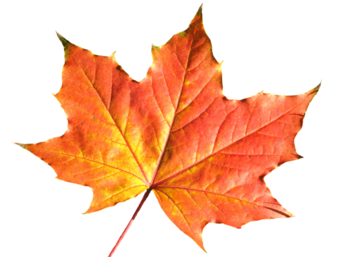 Maple leaf in autumn fall colour, png stock photo file cut out and isolated on a transparent background
