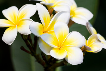 white and yellow frangipani flowers and leaves growing on the tree.