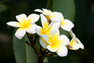 Close-up of frangipani flowers with the natural background.
