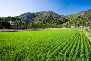 Fototapeta premium Rice seedlings growing on the fields in Meinong, Kaohsiung, Taiwan.