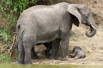 Fototapeta premium Beautiful family of elephants with their baby elephant on the ground on the banks of the kazinga canal in queen elizabeth national park in Uganda