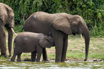 Beautiful mother elephant nursing her calf on the banks of the kazinga canal in queen elizabeth national park in Uganda