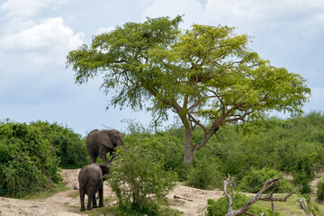 Beautiful landscape with two elephants eating around an acacia in the queen elizabeth national park...