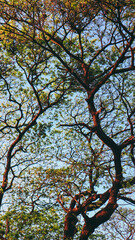 trees and sky