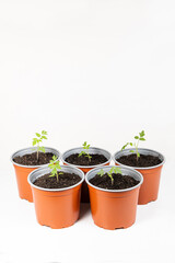 Growing tomatoes from seeds, step by step. Step 9 - transplanted sprouts in pots.