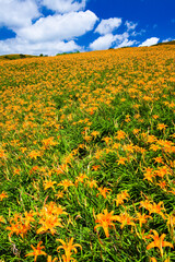 View of beautiful daylilies in the Liushishi Mountain of Hualien, Taiwan. it's one of the famous attractions in Hualien.