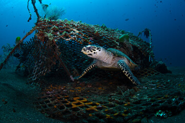 Hawksbill Turtle - Eretmochelys imbricata living in an artificial reef. Sea life of Tulamben, Bali,...