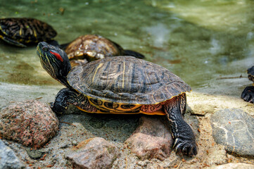 Zoo in Myslecinek quarter in Bydgoszcz, Kuyavian-Pomeranian Voivodeship, Poland.