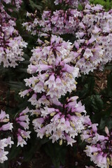 purple and white flowered foxglove beardtongue