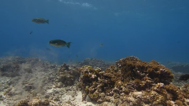 Colorful parrot fish pooping sand on a tropical coral reef in clear water of the pacific ocean around the islands of Tahiti